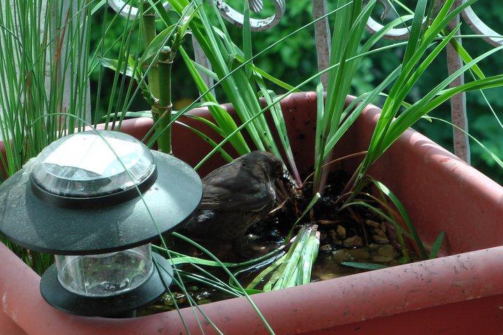 Vogelbad